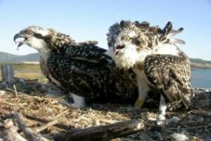 Medio Ambiente reintroduce nueve águilas pescadoras en el Parque Natural de Los Alcornocales
