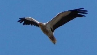 COCN organiza desde mañana su habitual censo de aves planeadores, en el que colabora el Ayuntamiento tarifeño