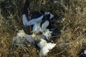 Ecologistas denuncian el hallazgo de una veintena de cigüeñas muertas en el Vertedero de los Barrios