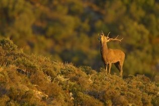 La berrea del ciervo llega con el otoño al Parque Natural de Los Alcornocales