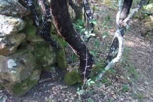 La Guardia Civil interviene 20.000 kilos de cepas de brezo