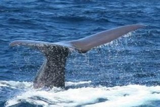 Tarifa contará con un centro de interpretación de cetáceos para el próximo verano