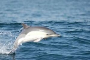 Contabilizados más de 1.600 delfines comunes en la Bahía