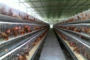 Las jaulas de las gallinas ponedoras generan un expediente de Bruselas a España
