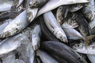 El Gobierno quiere potenciar el seguimiento y regulación de la pesca