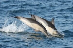 Premiado el proyecto de CIRCE sobre el delfín de la Bahía de Algeciras