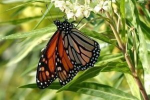 Las mariposas monarca cruzan el Atlántico y se establecen en Andalucía