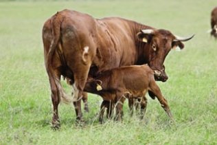 Agricultura destina 32 millones para ganaderos con vacas nodriza