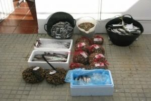 Intervenidos 52 kilos de pescado sin etiquetar y 42 kgrs de almejas inmaduras