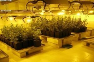 Intervenidas 180 plantas de marihuana en una vivienda de Sotogrande