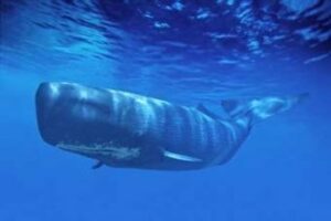 Comienza la VII campaña de búsqueda de grandes cetáceos en el Estrecho