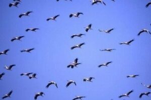 Unas 82.000 aves cruzan el Estrecho desde África en cuatro meses