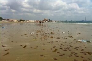 Chiringuitos andaluces piden que "se pongan medios" para atrapar y evitar medusas, que suponen un "problema importante"