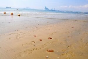 Las medusas empiezan a desaparecer de las playas algecireñas