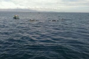 Una familia de Orcas "roban" atunes a los pescadores en El Estrecho