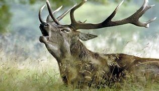 Comarca no te escondas:Vive "La Berrea del ciervo" en el Parque Natural de los Alcornocales