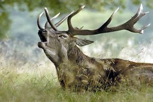 Comarca no te escondas:Vive "La Berrea del ciervo" en el Parque Natural de los Alcornocales