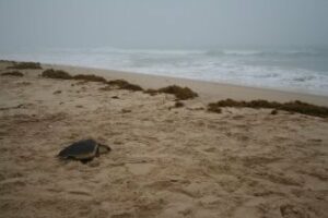 Tarifa vuelve a ser escenario de la devolución de tortugas al mar