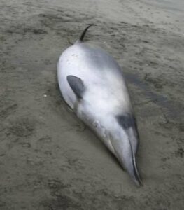Primera imagen de la ballena más rara del mundo
