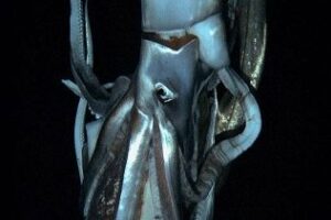 Junta expone desde hoy en Tarifa el calamar gigante más grande hallado en el mediterráneo en 15 años