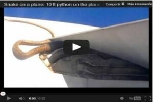 Una pitón de tres metros viaja pegada al ala de un avión durante 90 minutos