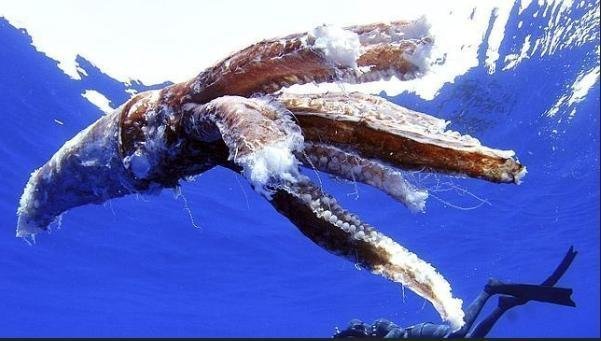 El Centro del Medio Marino de la Junta en Algeciras acoge la necropsia del calamar gigante encontrado en Punta Carnero