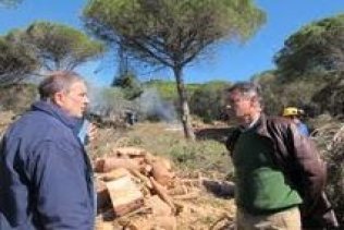 La Junta realiza trabajos forestales para prevenir incendios en el núcleo de población de Paloma Baja en Tarifa