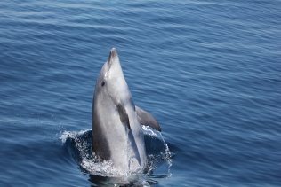 El Centro del Medio Marino de Algeciras estudia la muerte de un ejemplar de delfín mular encontrado en Caños de Meca
