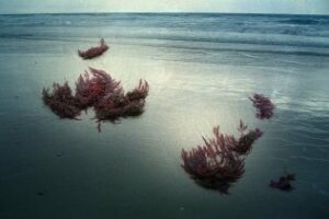 Cosmética con algas de Bolonia