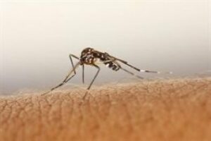 Salud| Cómo evitar las picaduras de los mosquitos