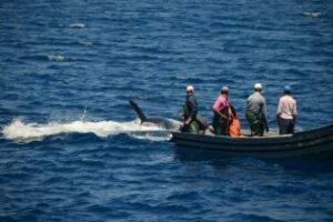 Las Orcas también piden su cuota de atún, robándola de las redes Comarca no te escondas