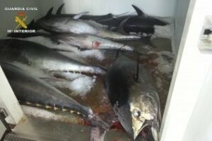 Intervienen en un pesquero 1.200 kilos de atún rojo no autorizado