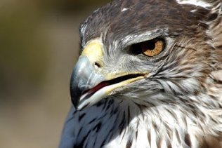 Creen que el águila perdicera se beneficiará del cambio climático