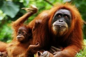 Llamazares: La reclamación de soberanía no debe hacerse con "golpes de pecho" como los "orangutanes"
