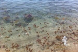 Atendidas unas 600 personas este fin de semana por picaduras de medusas en dos playas de Chipiona
