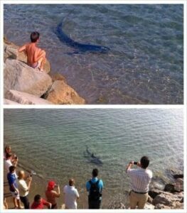 Cierran al baño cinco horas una playa de San Roque por la presencia de un tiburón de dos metros