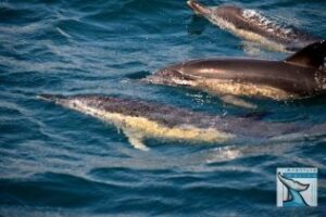 Avistamientos de delfines en la Bahía de Algeciras