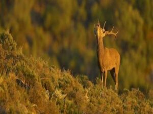 La junta rectora del Parque Natural de Los Alcornocales dice no a la venta de la finca La Almoraima