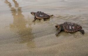 Liberadas siete tortugas bobas en la zona de Cala Sardina