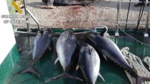 Cuatro ejemplares de atún rojo apresados ilegalmente, son incautados en Tarifa