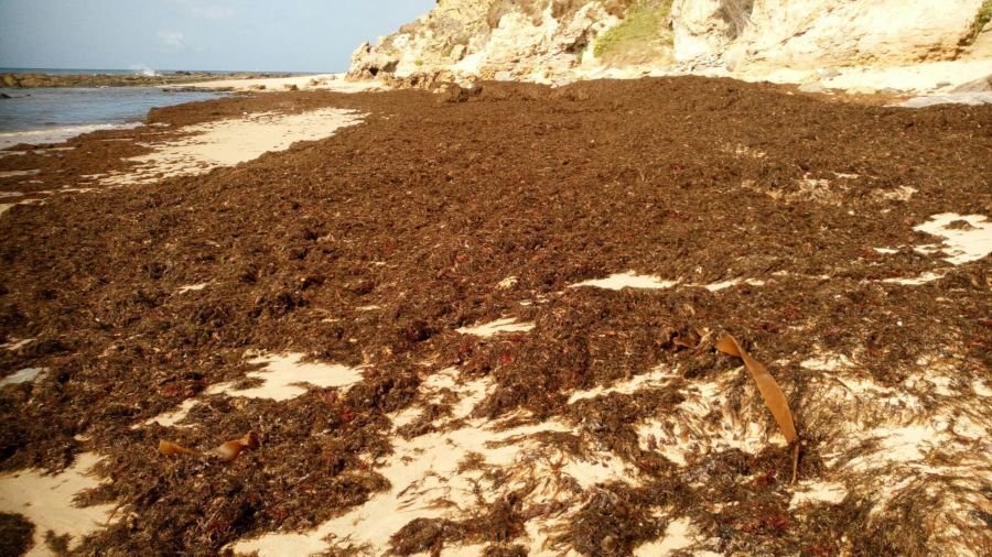 El alcalde de Tarifa pide "ayudas" contra el alga asiática porque "es un problema de primer orden"