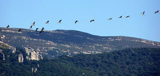 El cambio climático altera la migración de aves por el Estrecho de Gibraltar