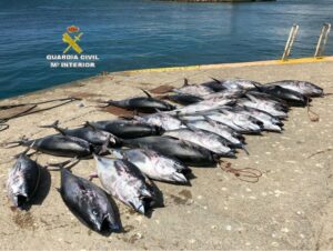 La Guardia Civil interviene en la zona de Tarifa 25 piezas de atún rojo pescados ilegalmente