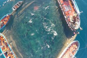 Almadraberos piden a la ICCAT que ponga cuotas para la pesca del atún rojo acordes con su abundancia