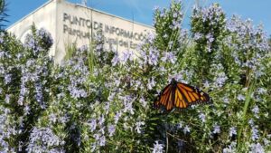 El Estrecho, paraíso también para la Mariposa Monarca: Súmate a la ruta para descubrirla este fin de semana