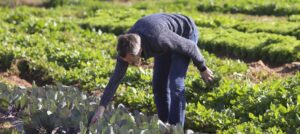 Este jueves se podrá hacer uso de los huertos de ocio destinados a los pensionistas
