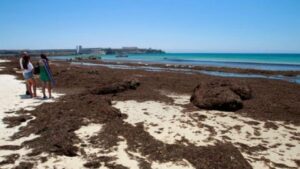 Andalucía por sí pide que se contrate a una empresa especializada para combatir el alga invasora