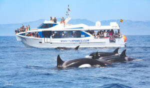 Turmares reanudará los avistamientos de cetáceos y orcas en El Estrecho el próximo 26 de junio