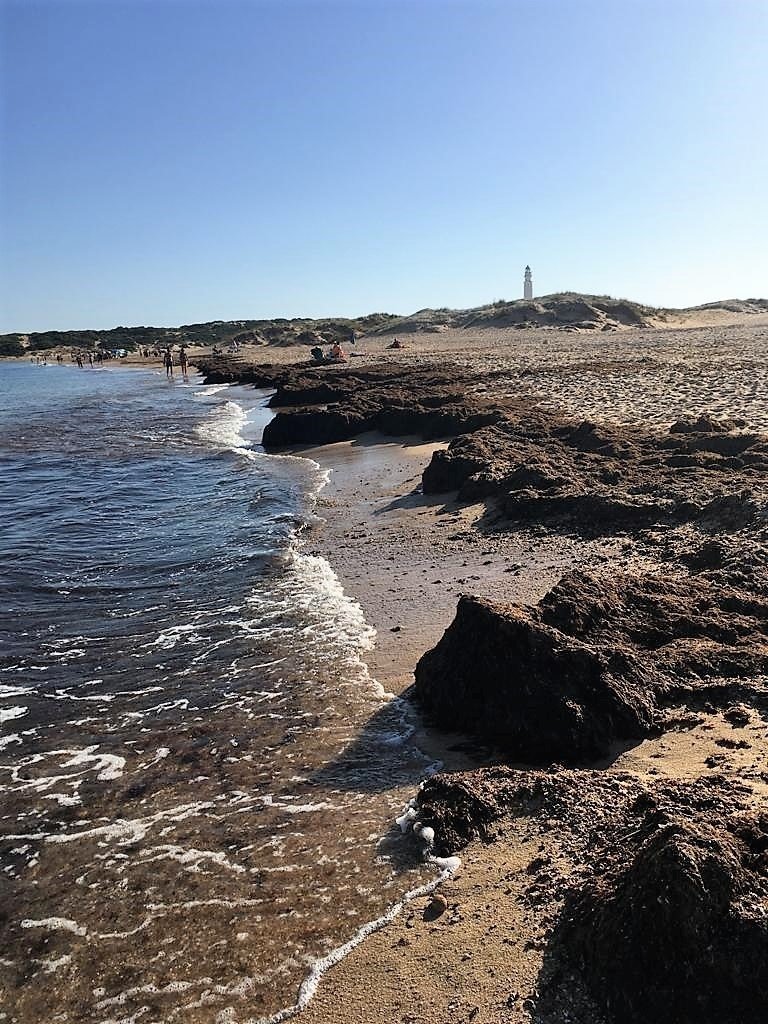 El alga invasora se extiende hasta las playas de Los Caños