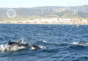 El Estrecho de Gibraltar vive el verano más especial para el avistamiento de cetáceos